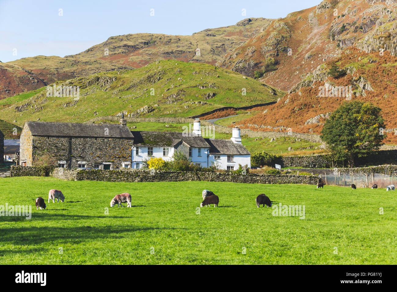 Regno Unito, Inghilterra, Cumbria, Lake District, le mucche al pascolo nella campagna accanto a Wrynose Pass Foto Stock