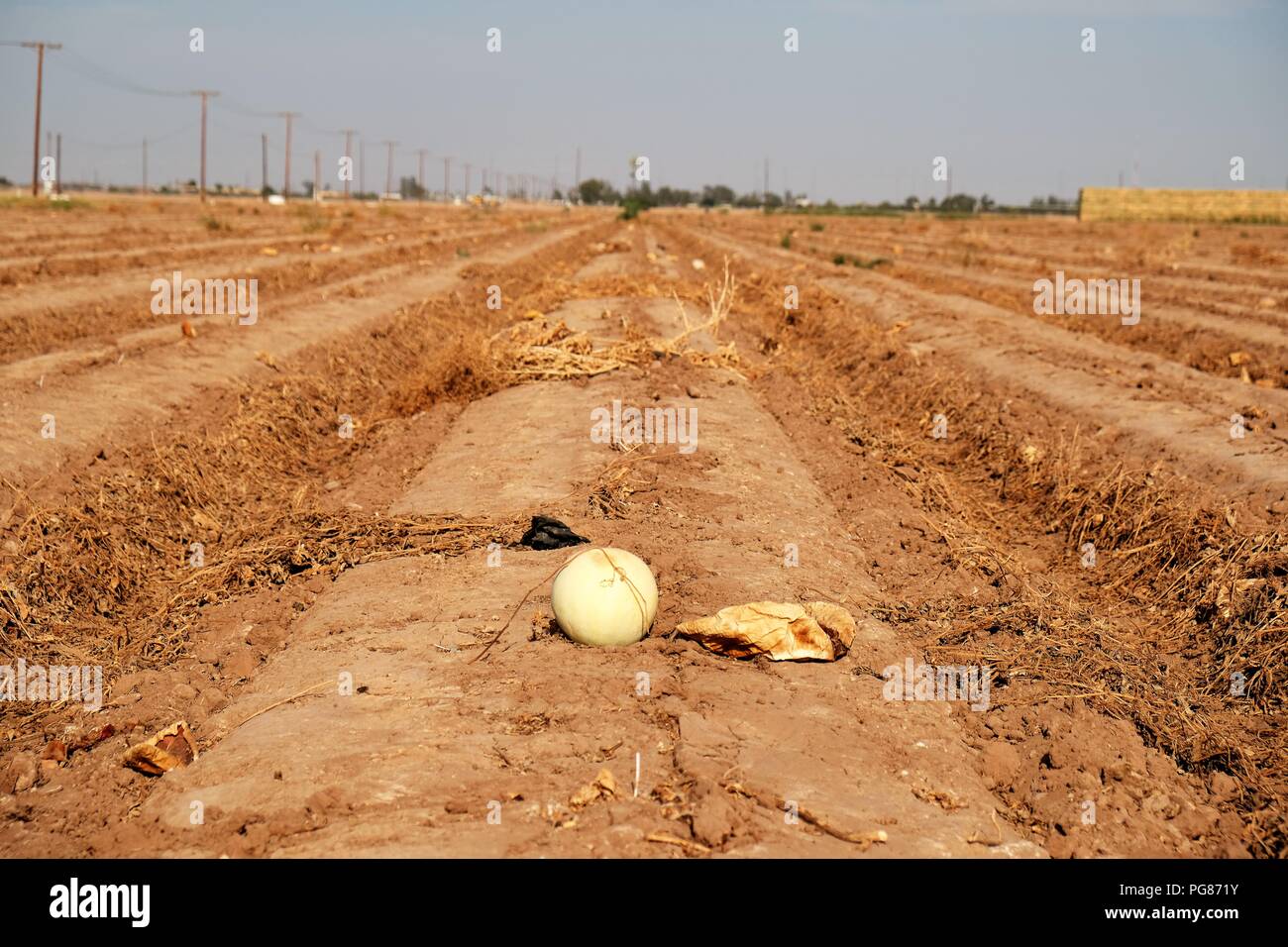 Campo di raccolte melata di meloni (Cucumis melo) con gli avanzi lasciati marcire in suolo pronti per la lavorazione. Imperial Valley, California, USA. Foto Stock