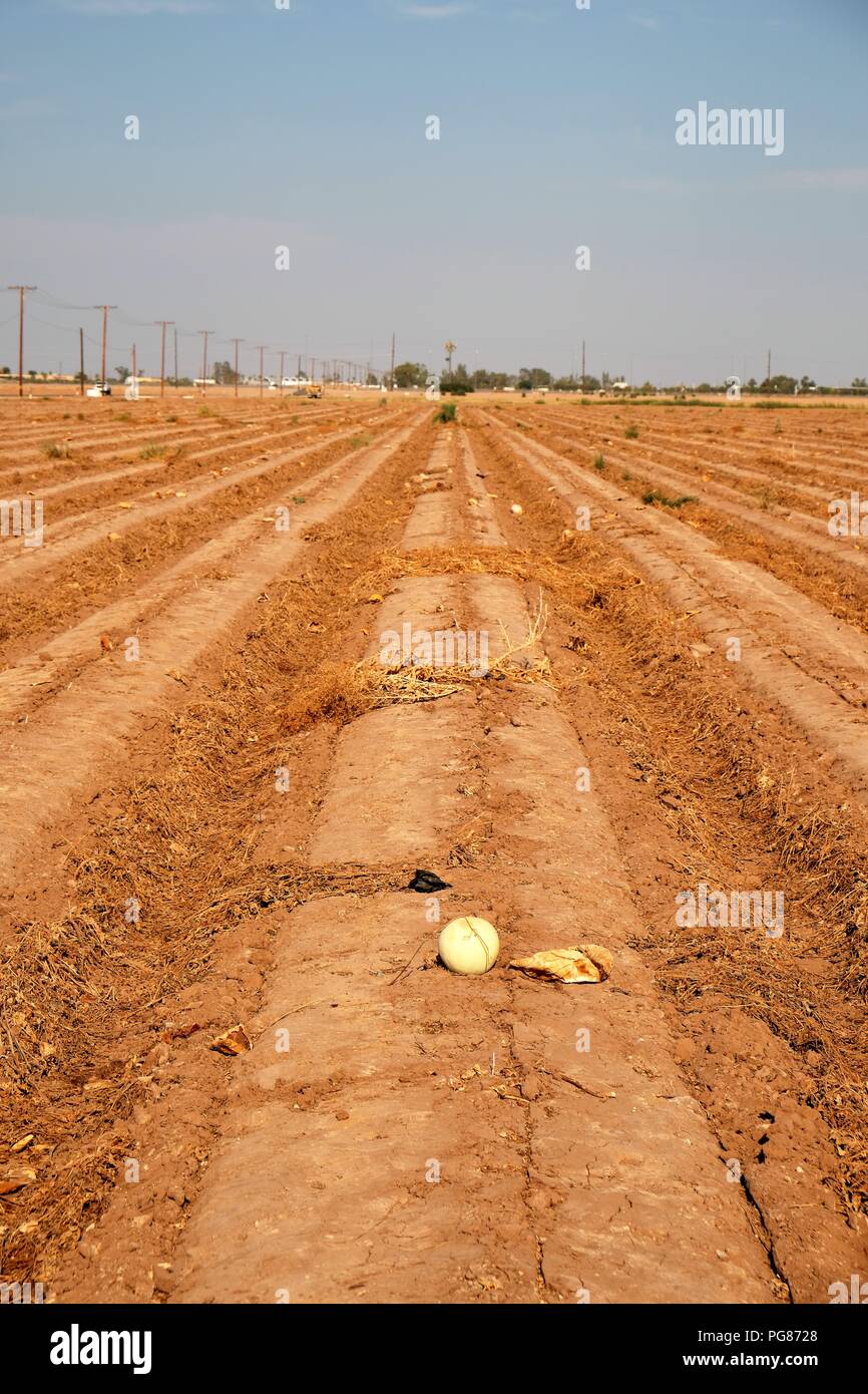 Campo di raccolte melata di meloni (Cucumis melo) con gli avanzi lasciati marcire in suolo pronti per la lavorazione. Imperial Valley, California, USA. Foto Stock