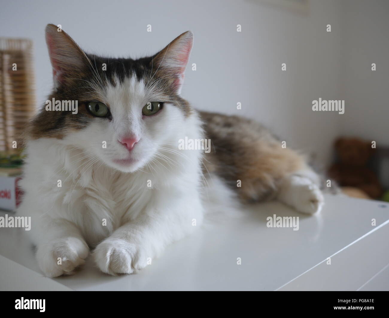 Ritratto di carino bianco e marrone di Gatto sdraiato sul tavolo a casa. Foto Stock