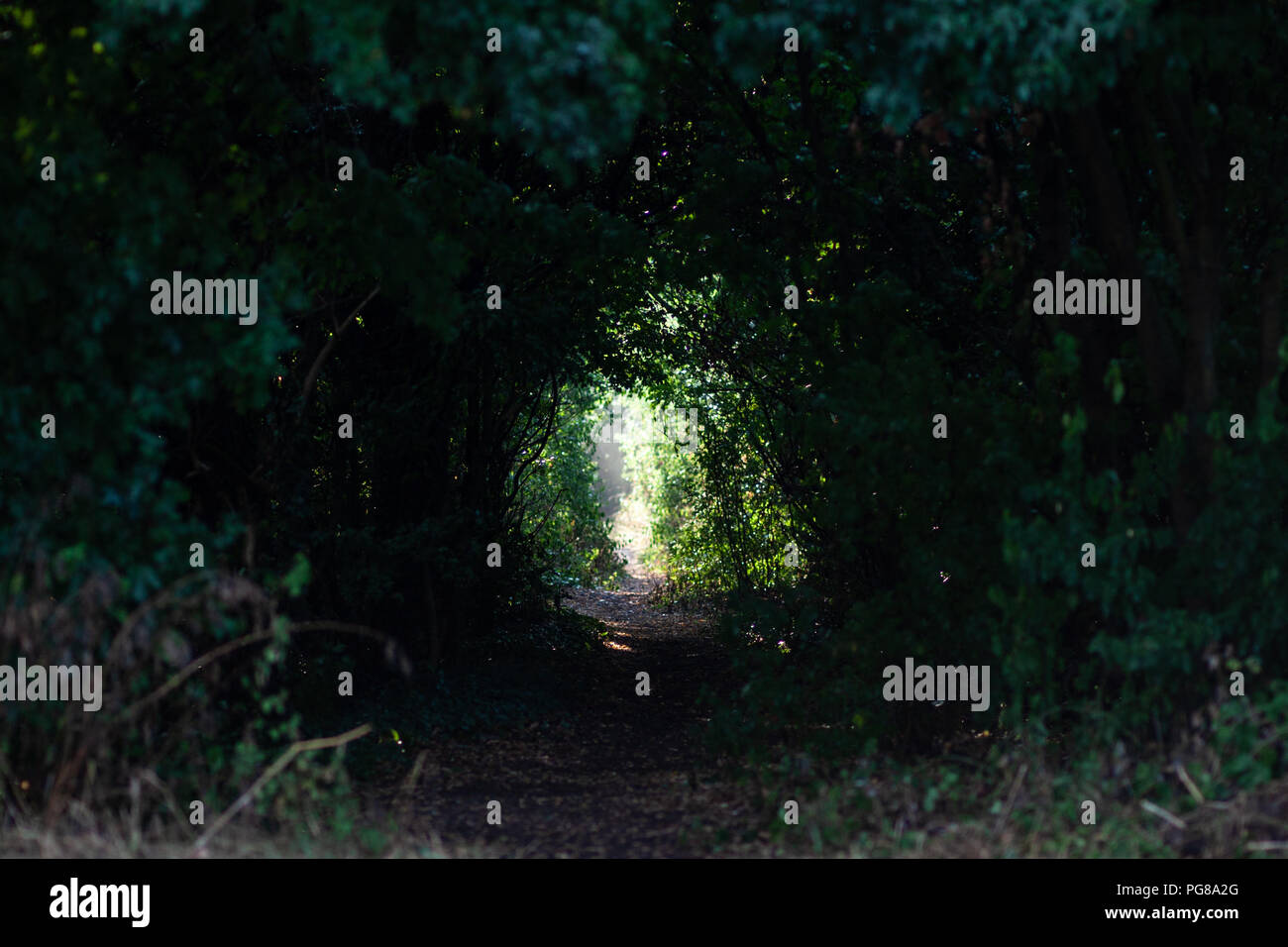 Dark Mist e percorso con i cespugli e gli alberi come un tunnel di luce alla fine Foto Stock