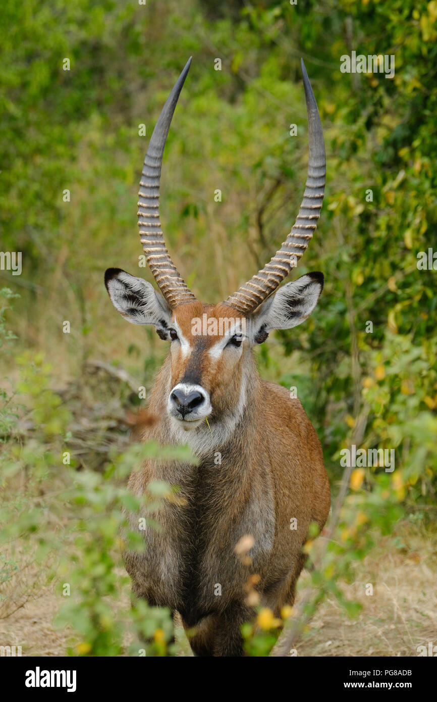 Defassa Waterbuck Kobus ellipsiprymnus ritratto in Queen Elizabeth National Park in Uganda Foto Stock