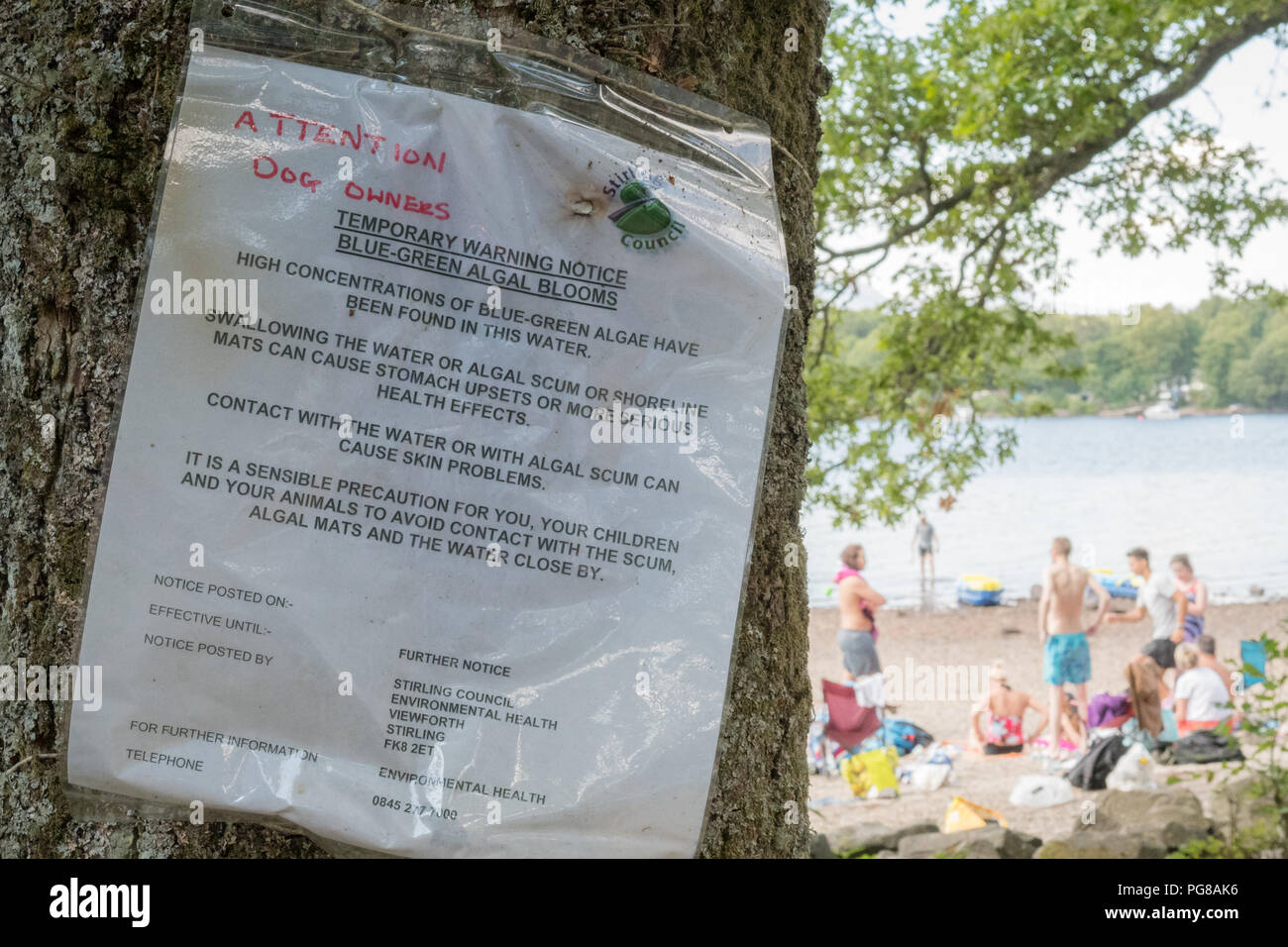 Alghe Blu-verdi bloom avvertenza - Milarrochy baia vicino a Balmaha, East Loch Lomond, Scozia Foto Stock