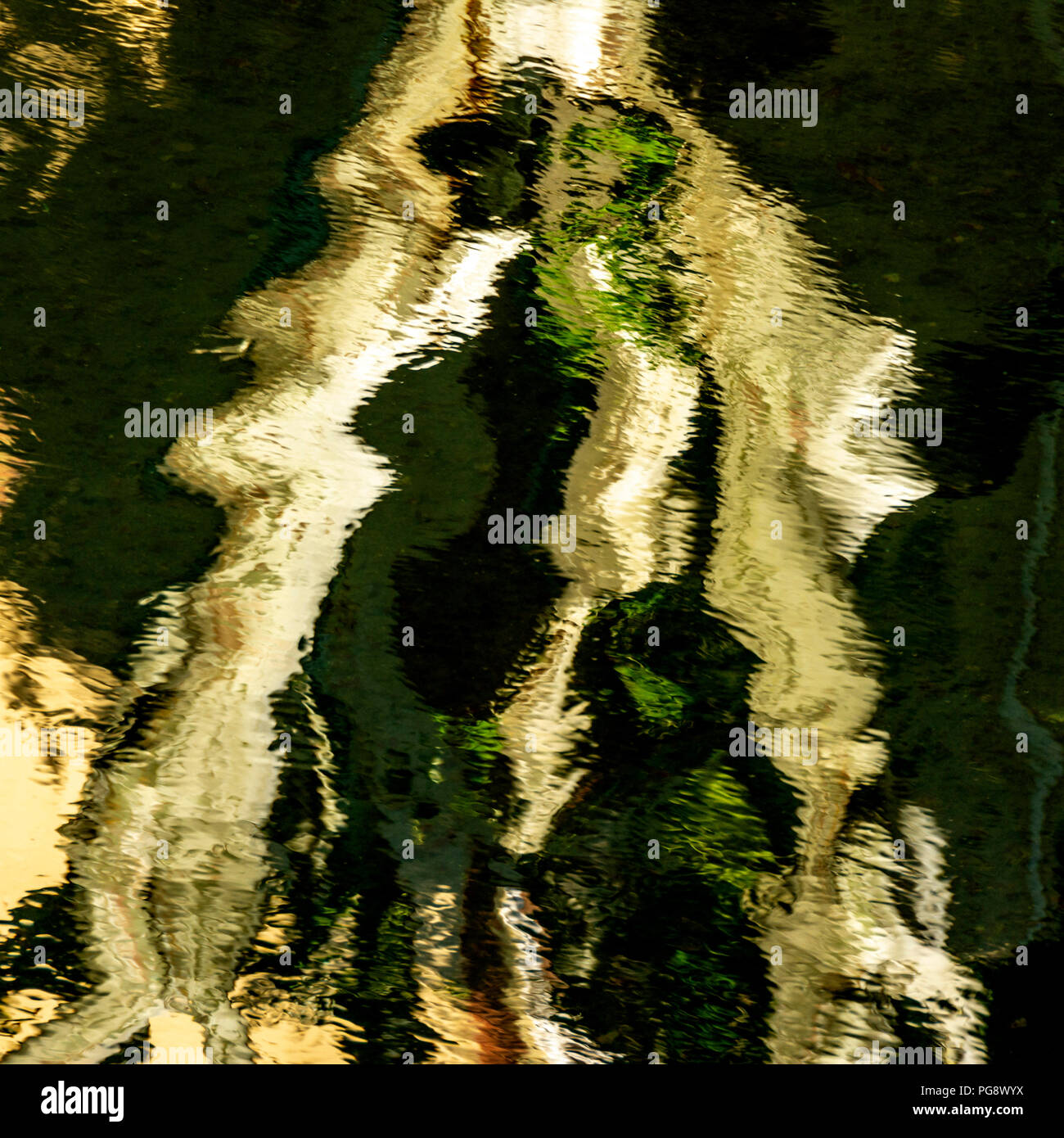 Albero riflesso nell'acqua. Francia Foto Stock