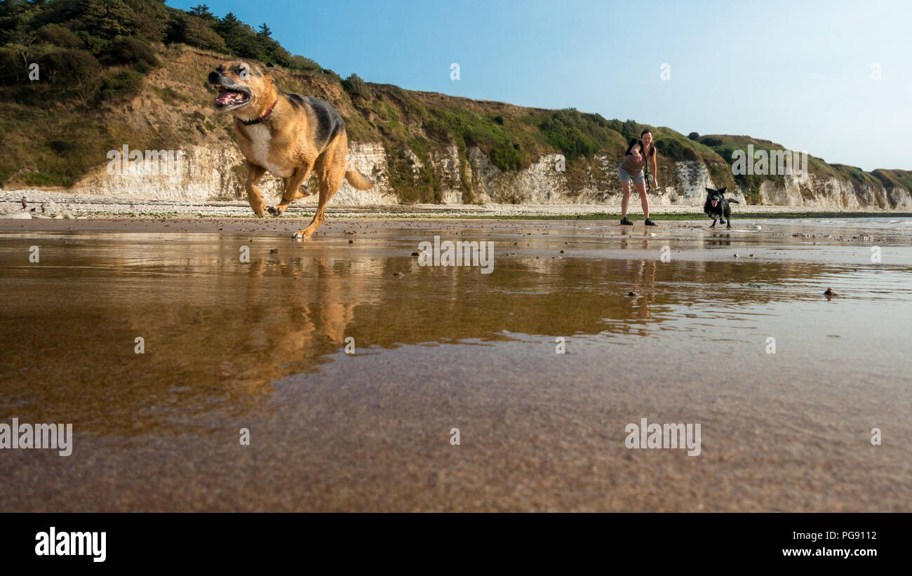 I cani che corre verso la telecamera dopo una sfera, Danesi Dyke dog friendly spiaggia, Flamborough, REGNO UNITO Foto Stock