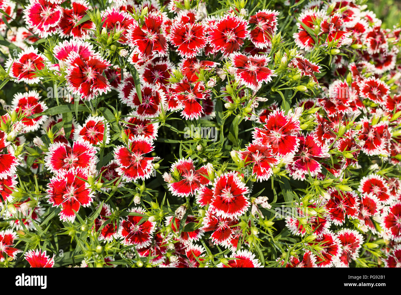 Bellissimo rosso vibrante colore bianco fiori come sfondo close up Foto Stock