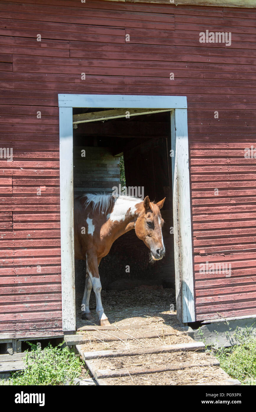 Grippaggio del cavallo è fuori di testa di un fienile nella regione Palouse di Washington Foto Stock
