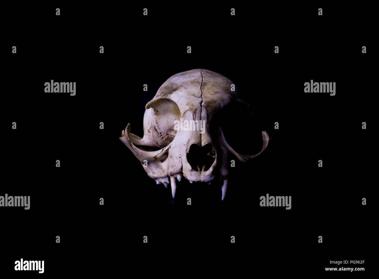 Cranio di gatto su sfondo nero. Le ossa di animali e di anatomia. Foto Stock