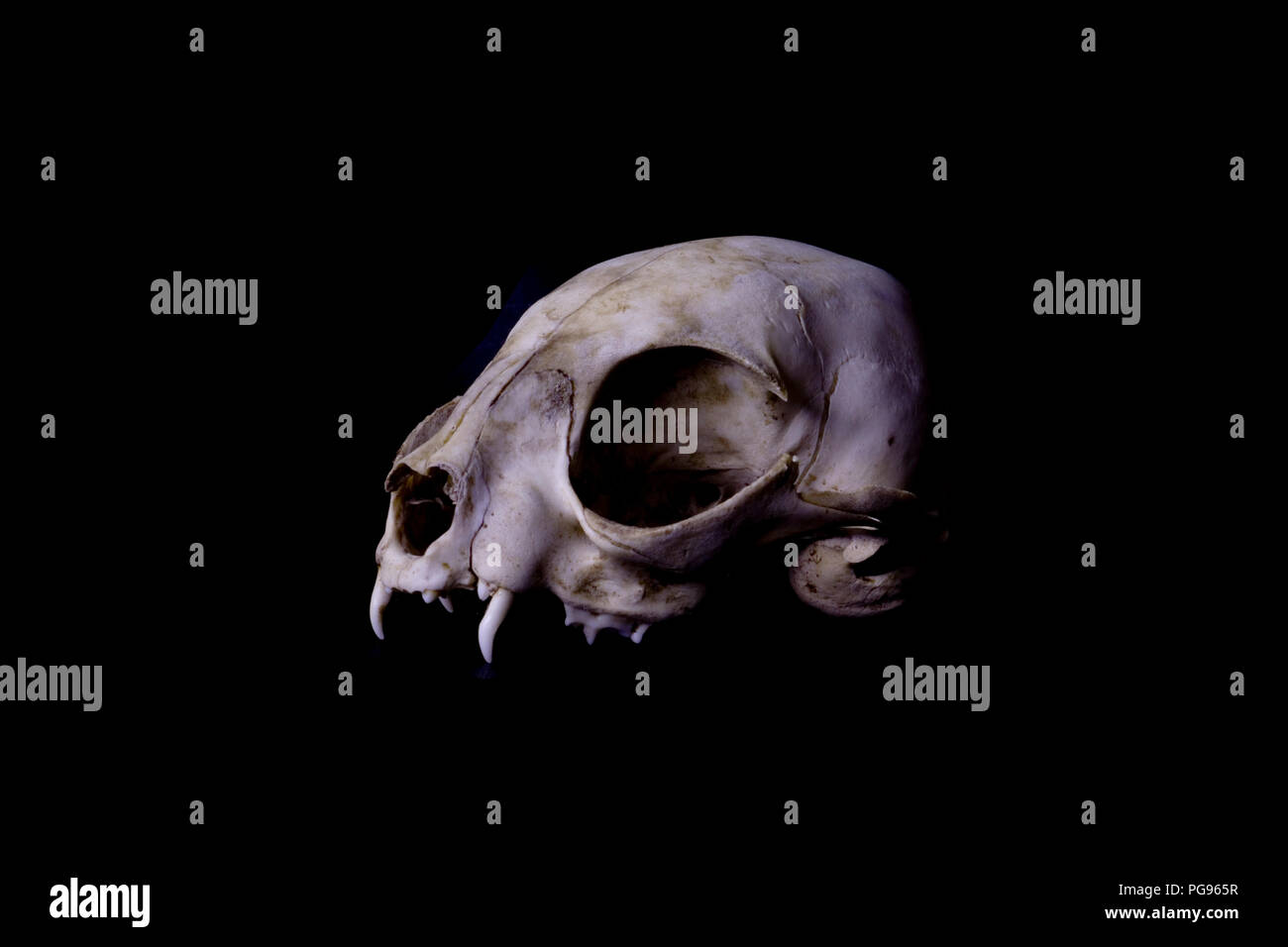 Vista laterale di un gatto cranio su sfondo nero. Foto Stock