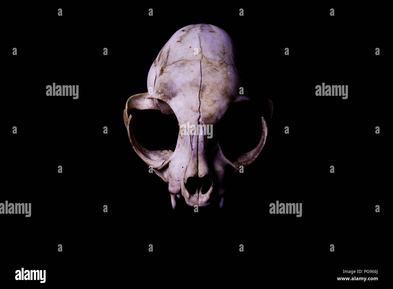 Cat cranio isolato su sfondo nero. Alto contrasto cranio animale. La vita e la morte del concetto. Bold artistico di alta contrasto cranio cat. Anatomia forense. Foto Stock