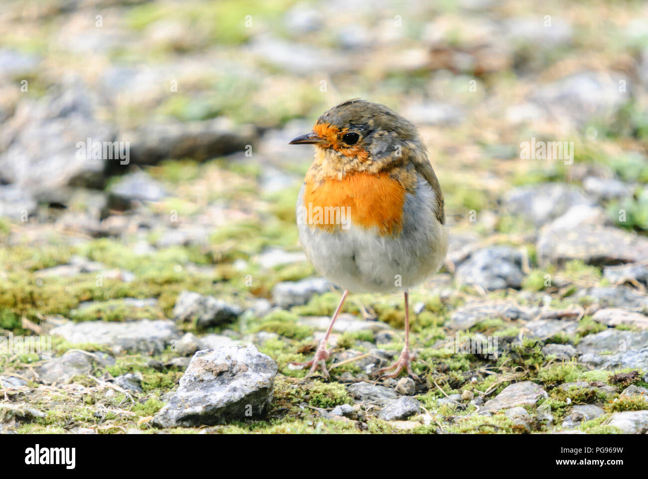 Una immagine di una giovane neonata Robin o europeo, Robin Erithacus rubecula, sorgeva tra il muschio e ciottoli in Scozia occidentale. 23 Settembre 2008 Foto Stock