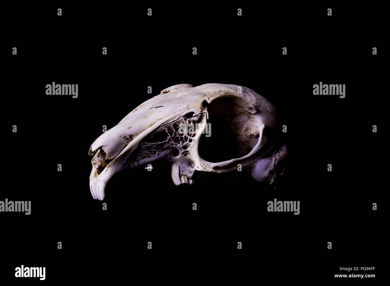 Le ossa di coniglio. Cranio animale. Lo scheletro di bianco. Foto Stock