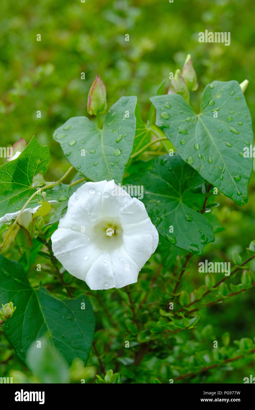 Singola bianco centinodia fiore dopo la doccia a pioggia Foto Stock