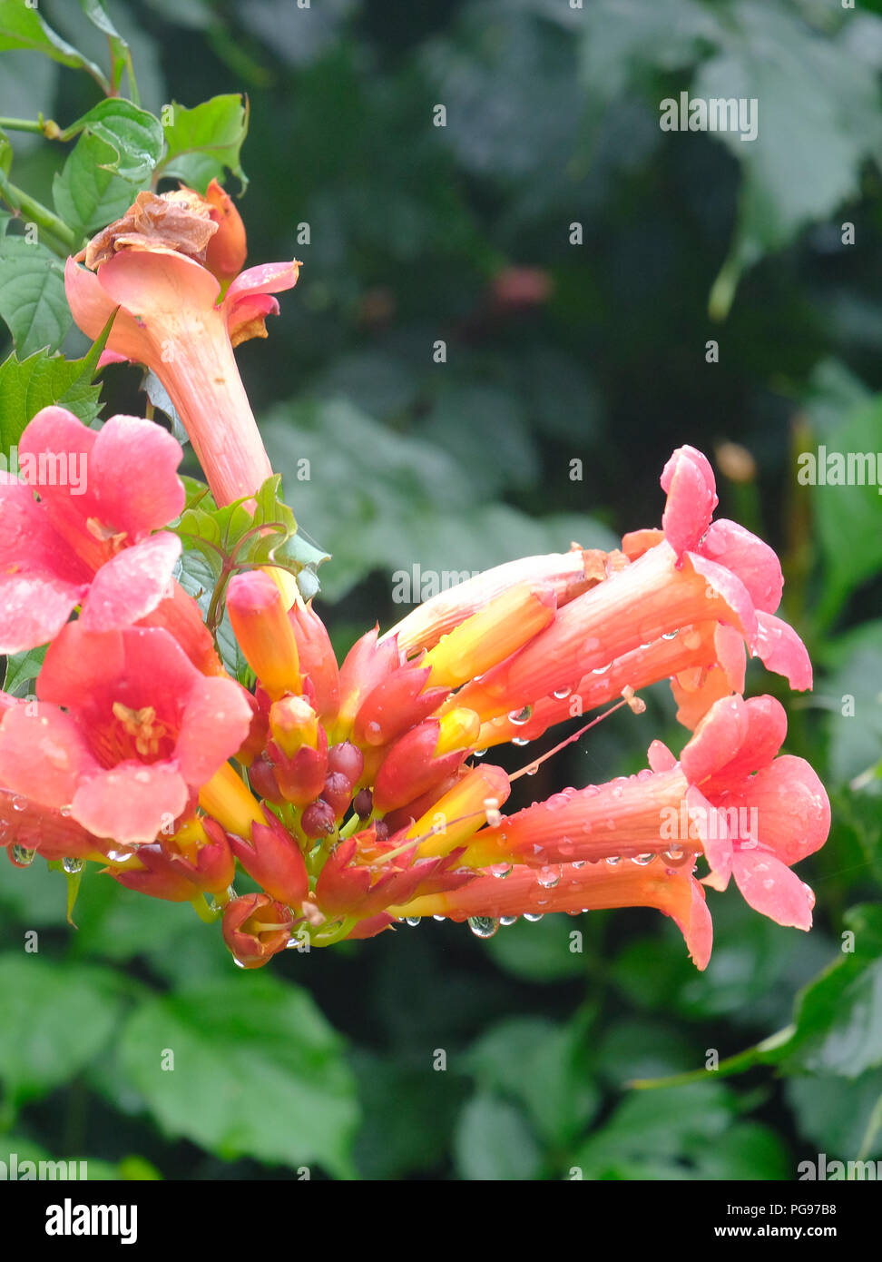 Rosso arancione fiori della tromba di vite (Campsis) dopo una doccia a pioggia Foto Stock