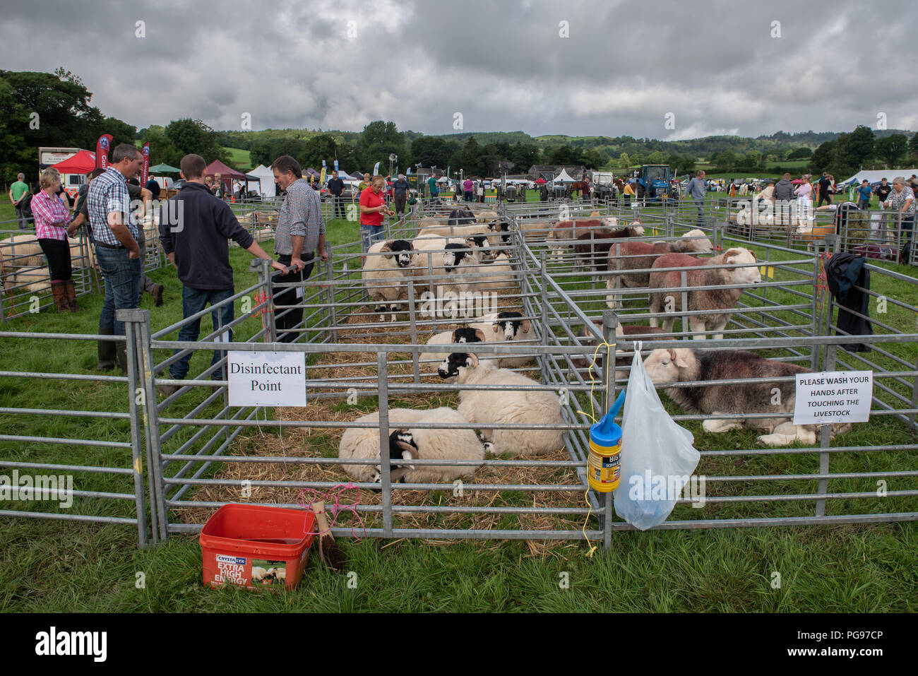 Ottenere pronto per le pecore a giudicare a Hawkshead mostrano in Cumbria Foto Stock