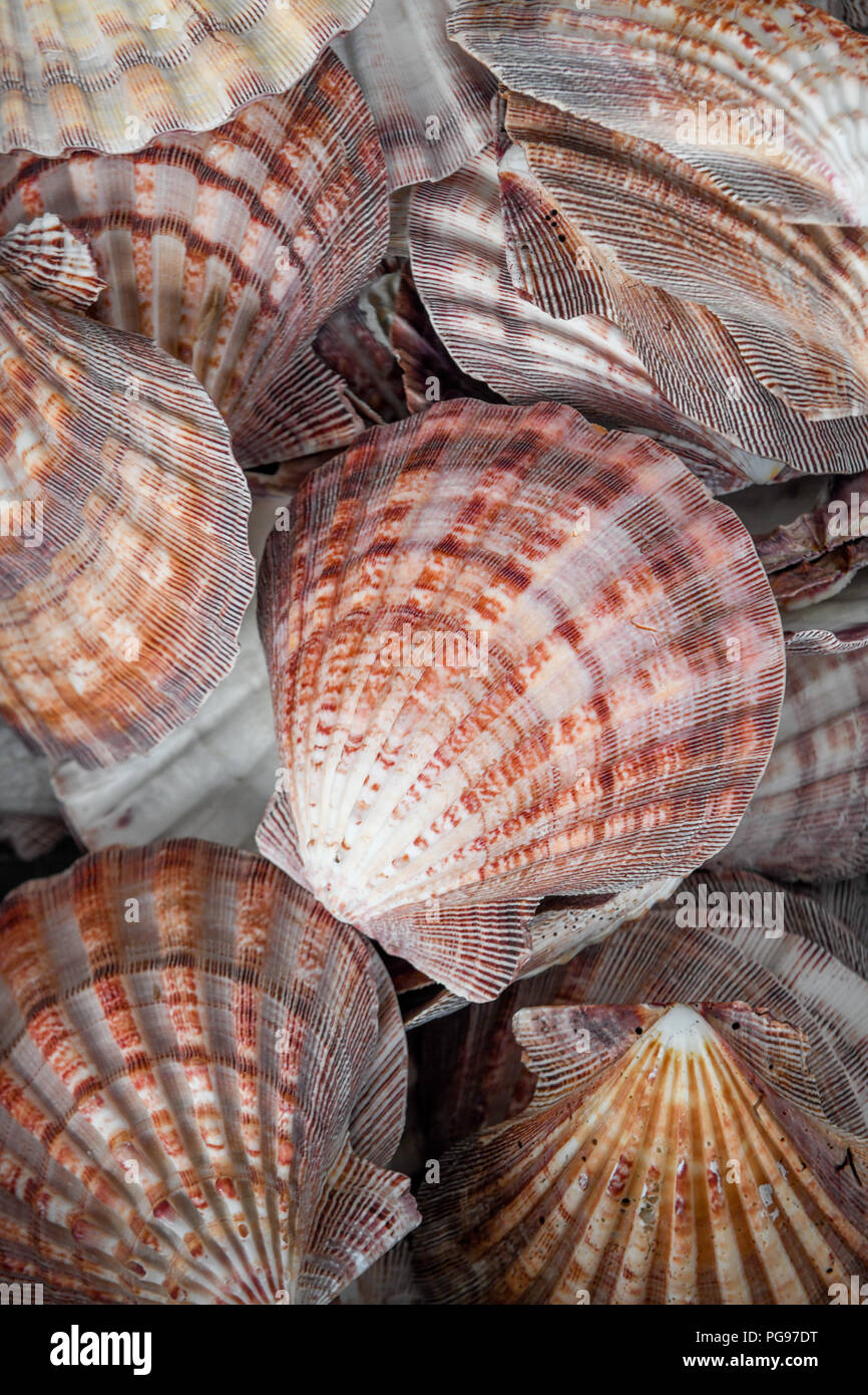 Lion / Paw Paw Lions smerlo seashells - mollusco raccolta trovata sulla Sunset Beach, Carolina del Nord Foto Stock