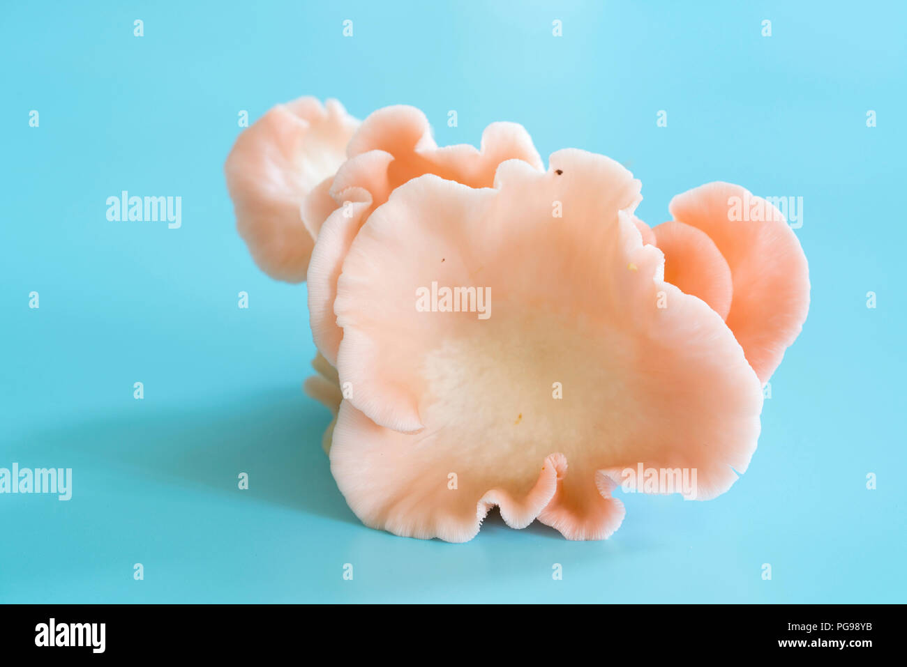 Rosa (oyster Pleurotus djamor) funghi. Foto Stock