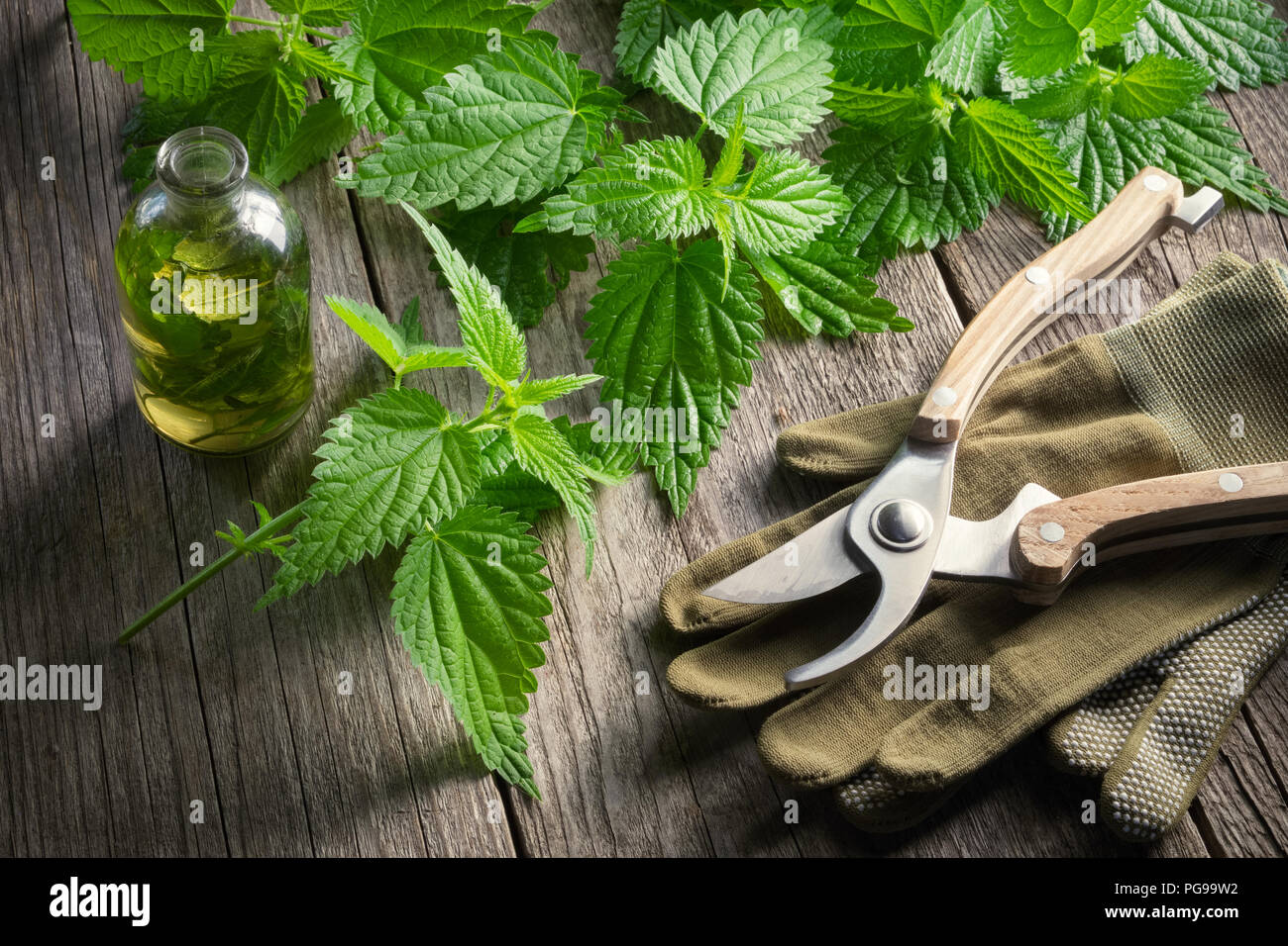 Ortica ramoscelli, sano di infusione o bottiglia di olio, guanti e giardino potatore sul tavolo di legno in un retrò casa di villaggio. Foto Stock Ortica ramoscelli, sano di infusione o bottiglia di olio, guanti e giardino potatore sul tavolo di legno in un retrò casa di villaggio. Foto Stock