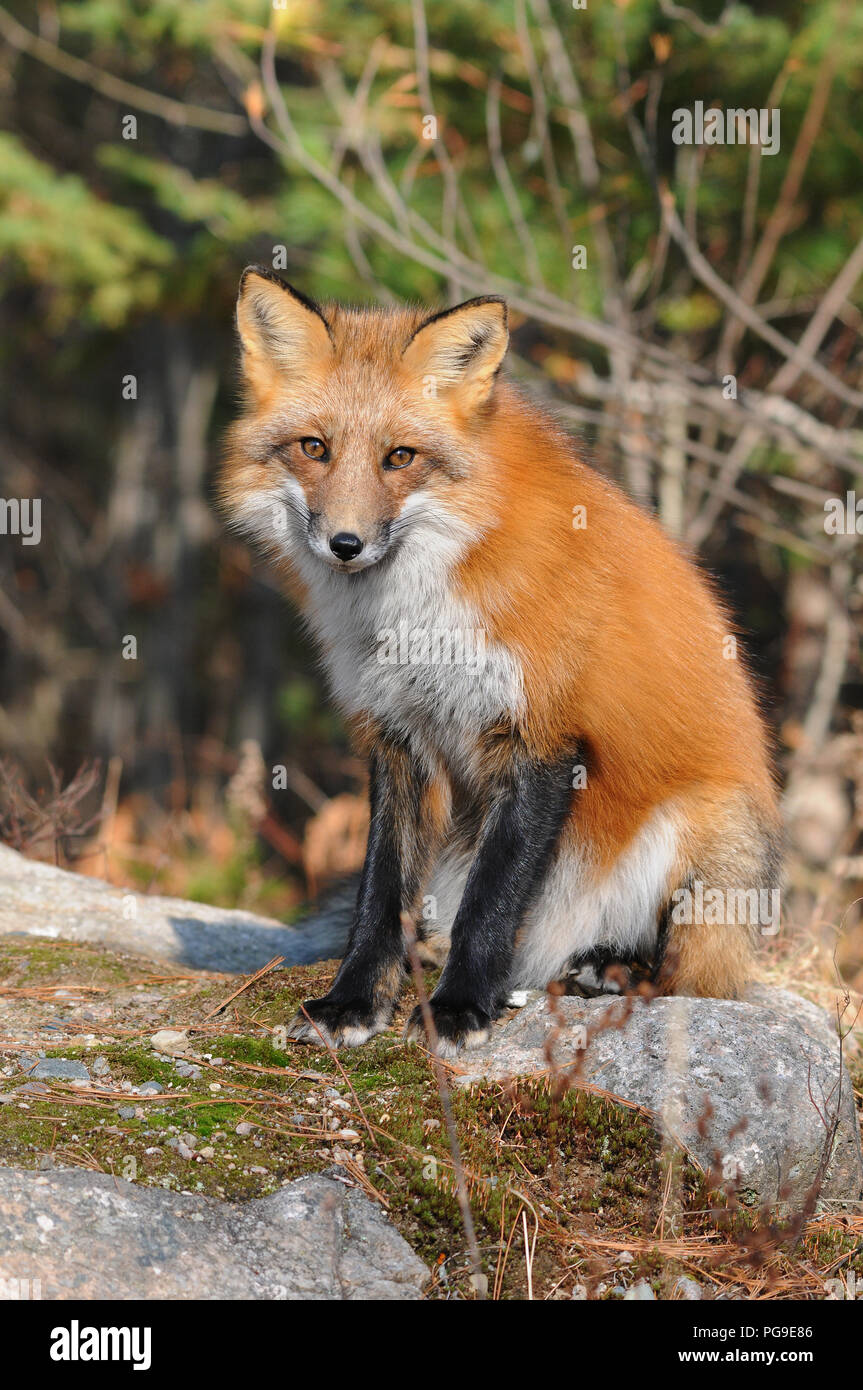 Red Fox animale close-up vista di profilo nel suo ambiente e dintorni. Foto Stock