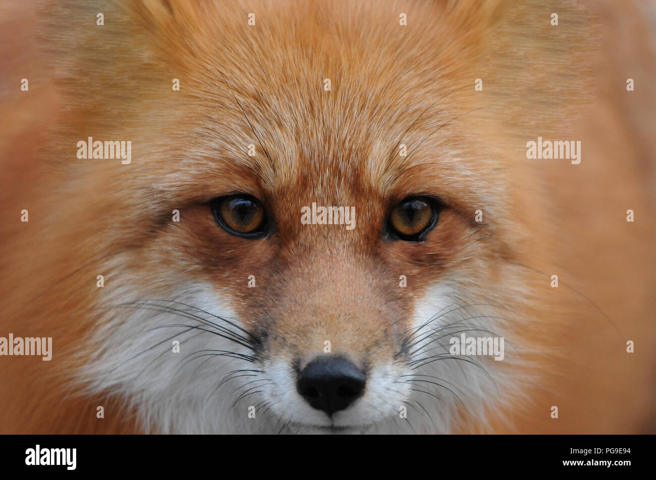 Red Fox animale close-up vista di profilo nel suo ambiente e dintorni. Foto Stock