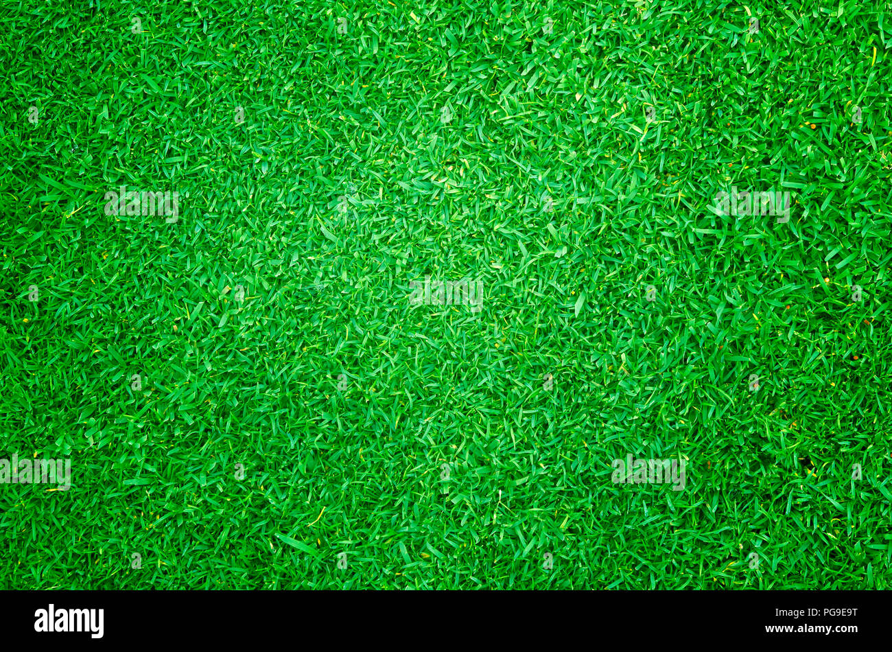 Erba verde prato texture pattern di sfondo a trama. Foto Stock