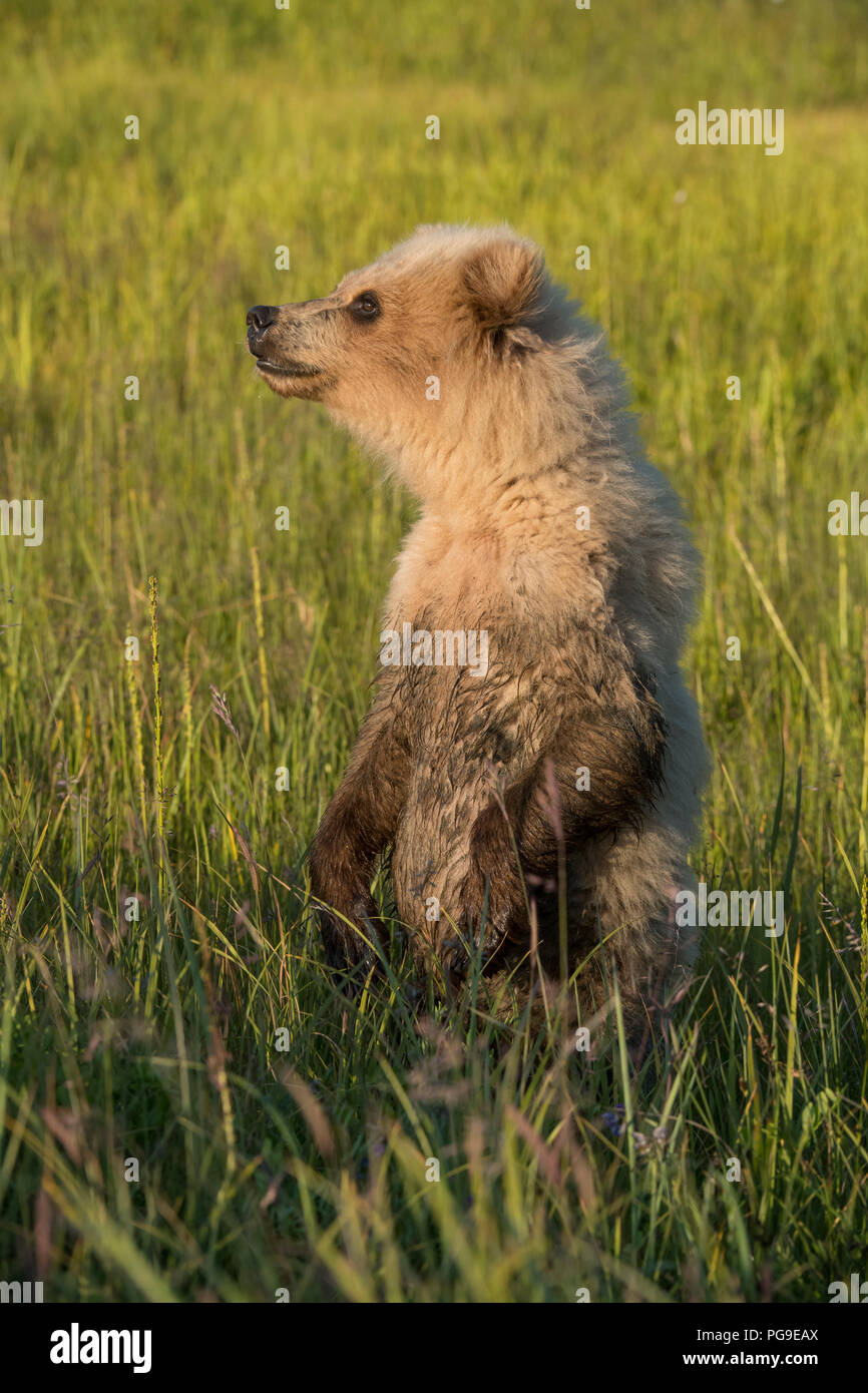 Alaskan coastal orso bruno, il Parco Nazionale del Lago Clark Foto Stock
