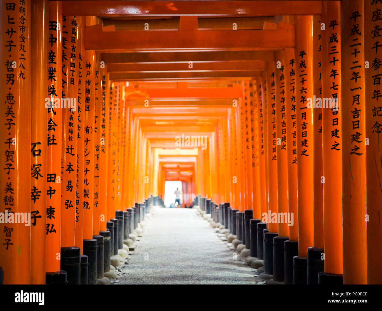 La brillante vermiglio torii gates di Fushimi Inari-Taisha santuario (Fushimi Inari Taisha, Fushimi Inari santuario) vicino a Kyoto, Giappone. Foto Stock