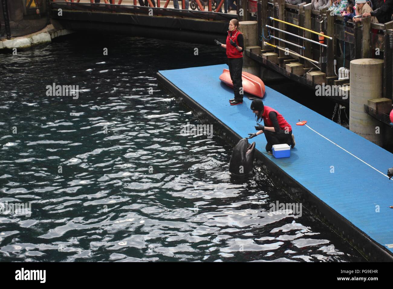 Un trainer alimentazione di un falso Killer Whale denominato Chester in Aquarium di Vancouver, Canada Foto Stock