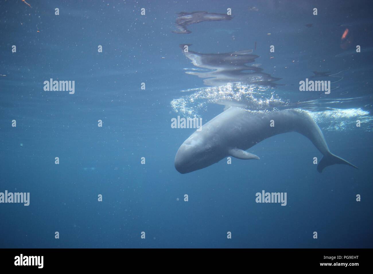 Un falso Killer Whale, Chester, in Aquarium di Vancouver, Canada Foto Stock