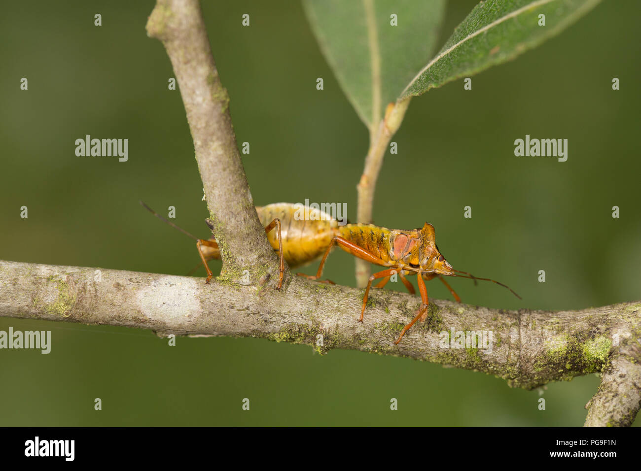 I lati inferiori di una coppia di foresta di accoppiamento di bug, Pentatoma rufipes, su un sallow ramo di albero nel bosco in Nord Inghilterra Dorset Regno Unito GB Foto Stock