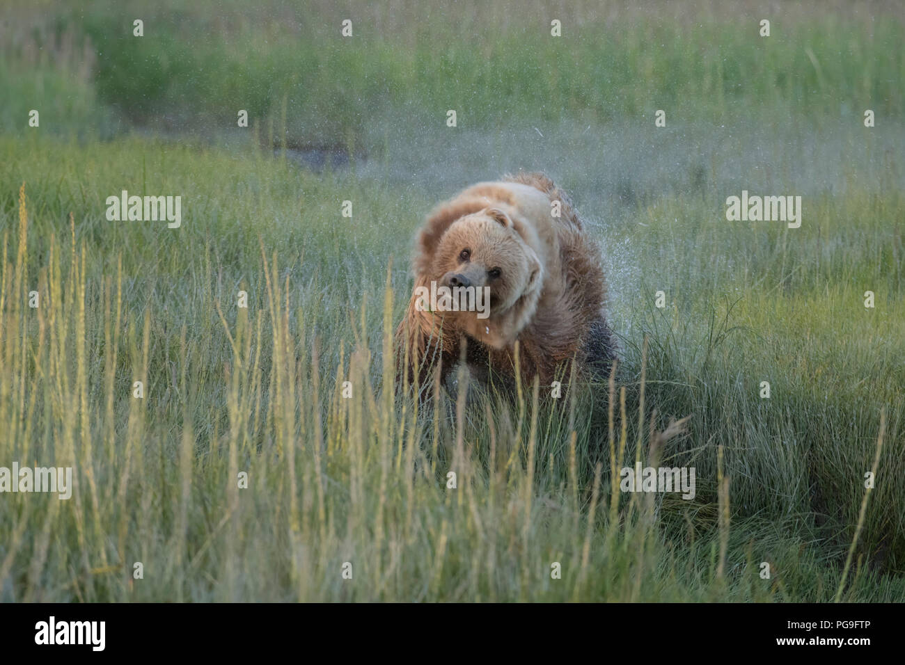 Alaskan coastal orso bruno, il Parco Nazionale del Lago Clark Foto Stock