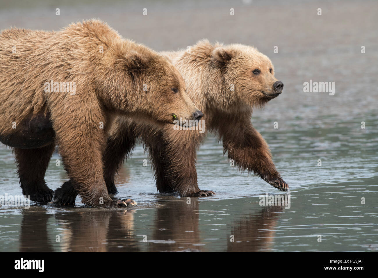 Alaskan coastal orso bruno, il Parco Nazionale del Lago Clark Foto Stock