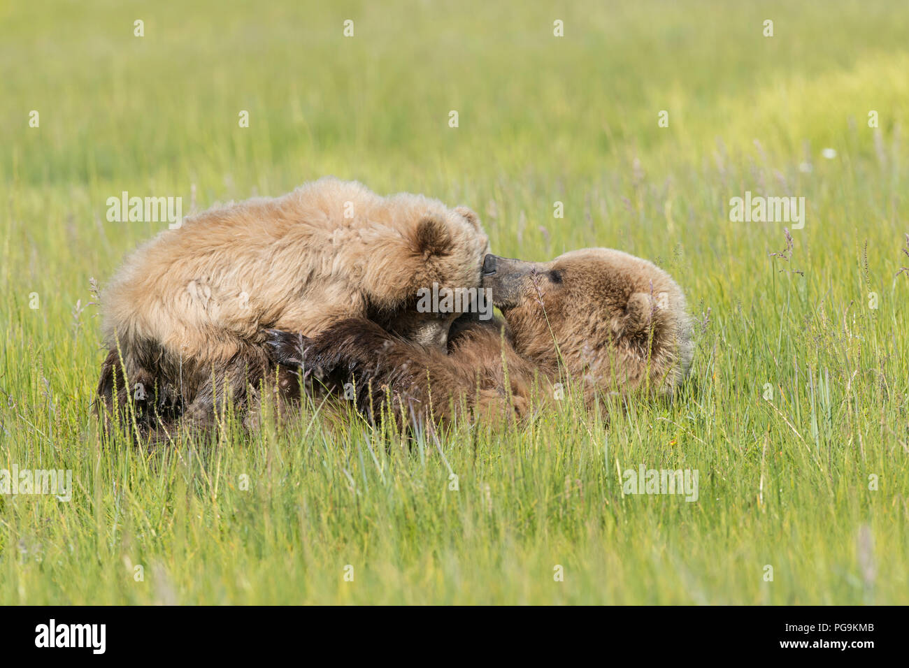 Alaskan coastal orso bruno, il Parco Nazionale del Lago Clark Foto Stock
