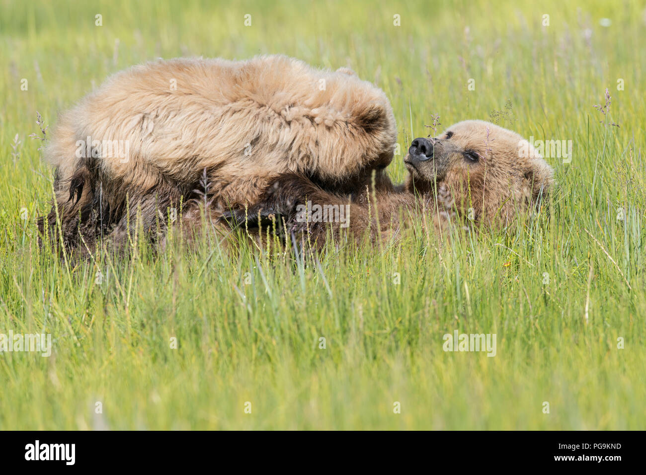 Alaskan coastal orso bruno, il Parco Nazionale del Lago Clark Foto Stock