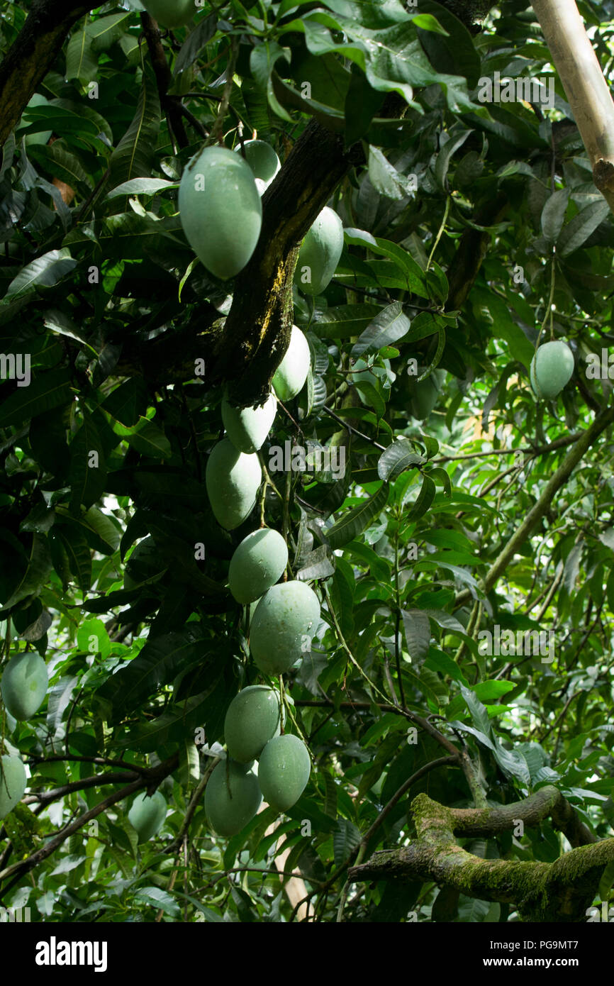 La piantagione di mango. Chapainawabgnaj, Bangladesh. Foto Stock