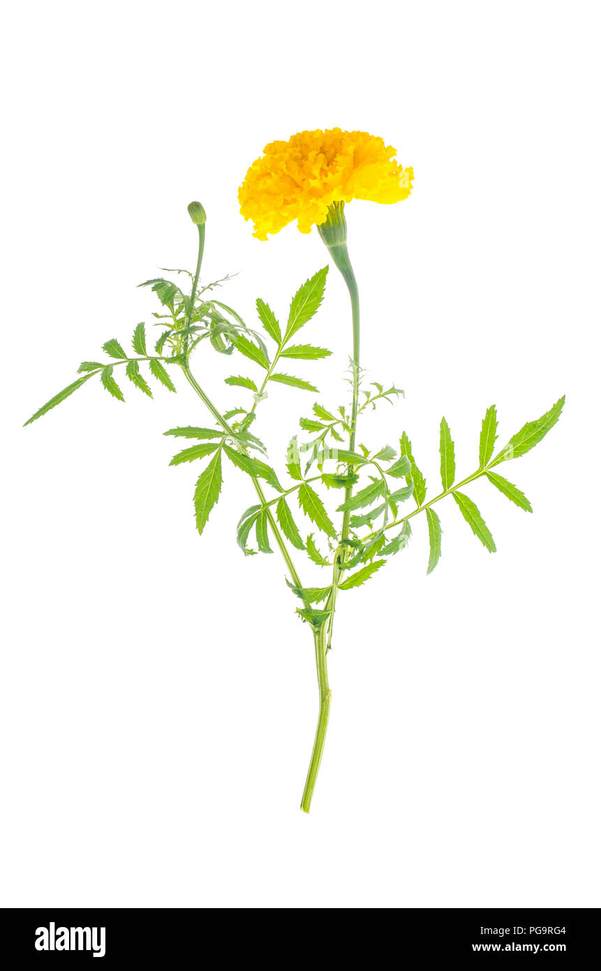 Le calendule con giallo fiore di colore arancione su sfondo bianco. Foto Studio Foto Stock