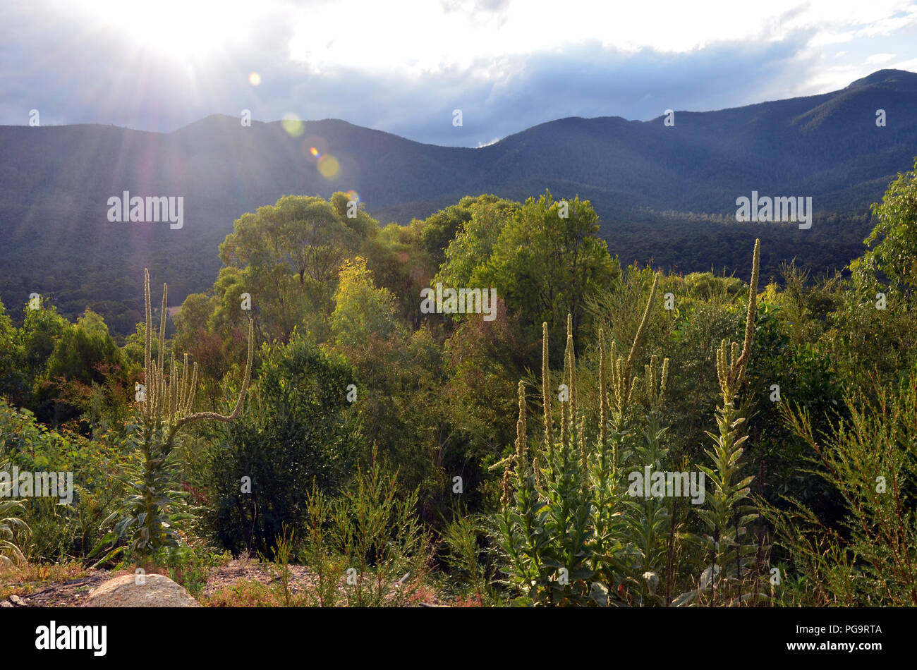 Montagne, sotto bosco alpino e sun flare Tidbinbilla nella riserva naturale vicino a Canberra, Australian Capital Territory, Australia. Foto Stock