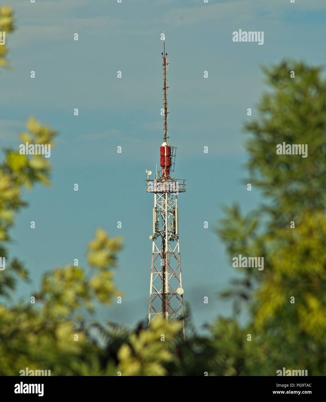 Altezza della torre radio tra i rami degli alberi Foto Stock