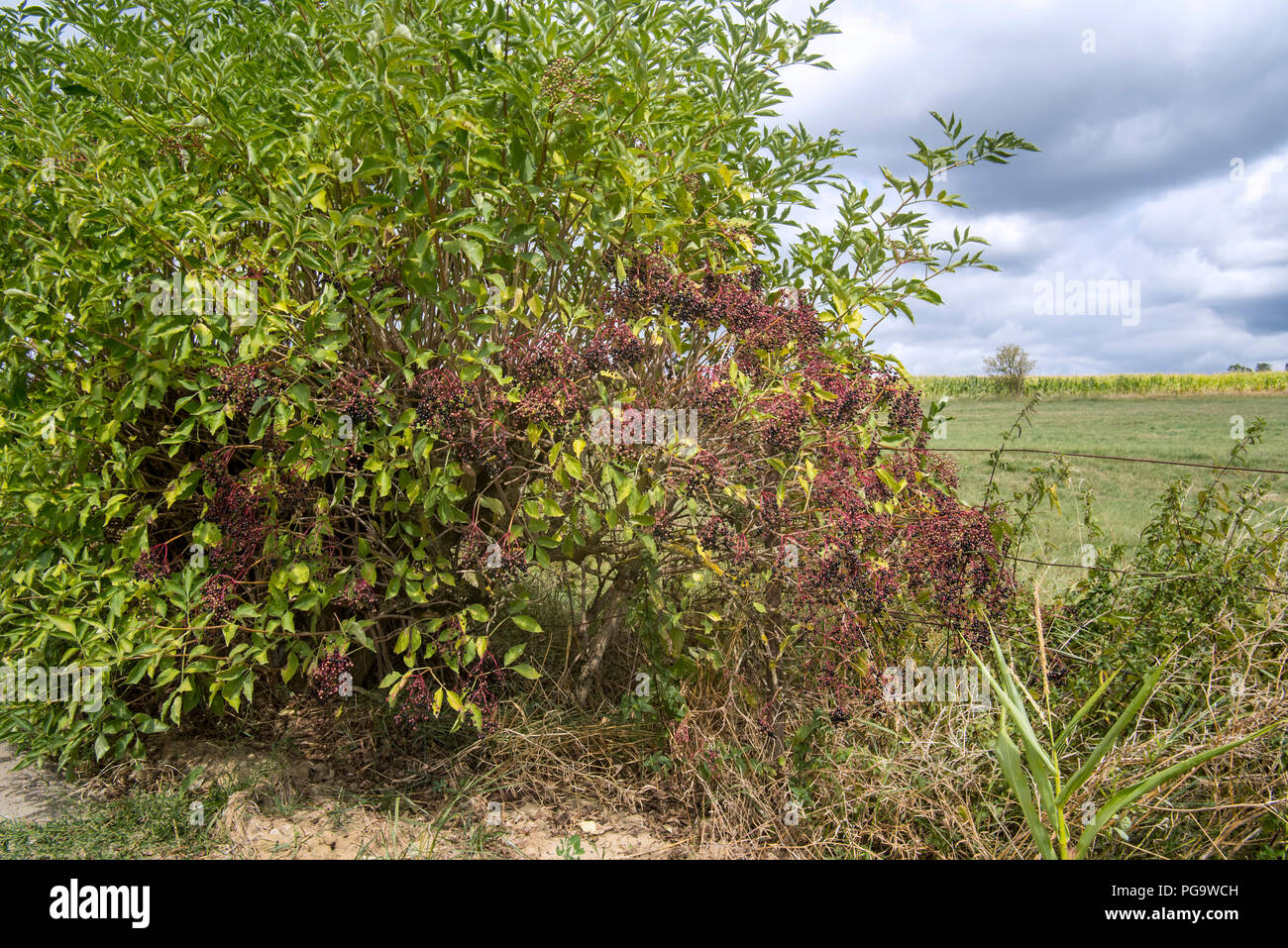 Unione elder / Europea di bacche di sambuco (Sambucus nigra) mostrante la frutta cascante grappoli di bacche nere in estate / autunno Foto Stock