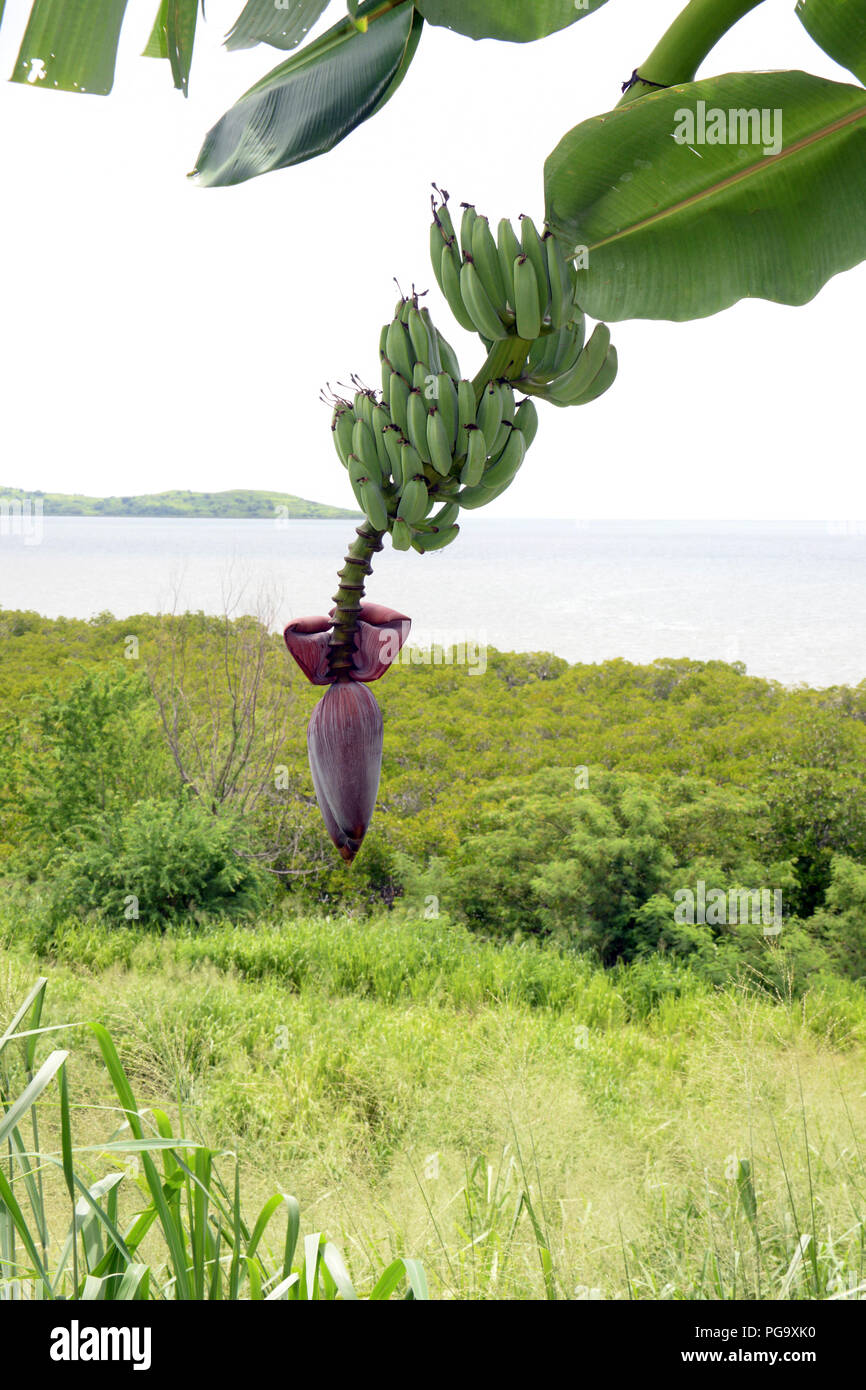Un wild banana albero che cresce nelle isole Figi affacciato sul mare. Una palude di mangrovie cresce in background. L'infiorescenza fiore si blocca al di sotto della frutta. Foto Stock