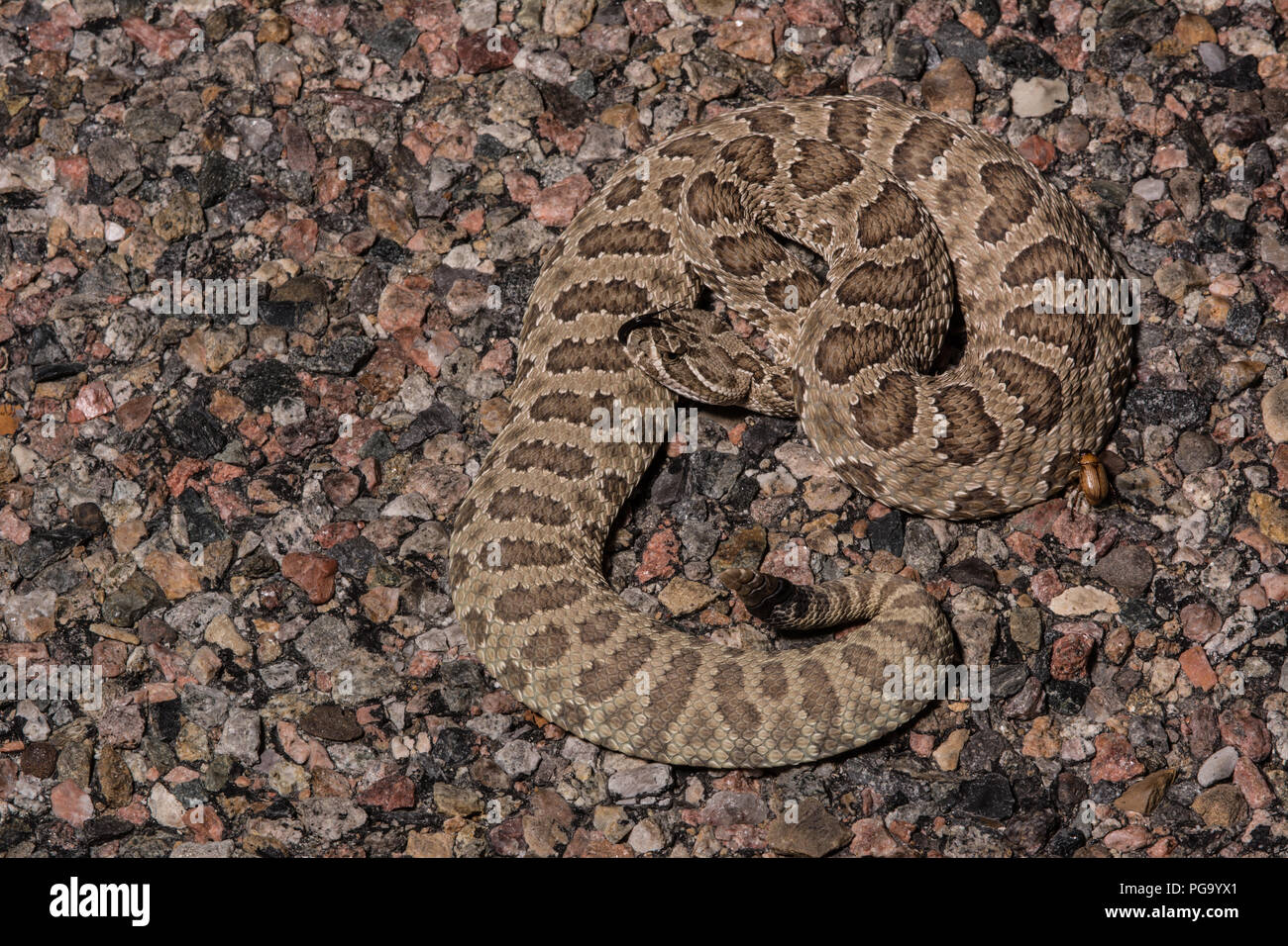Una femmina adulta di prateria Rattlesnake (Crotalus viridis) avvolta in modo difensivo su una strada asfaltata in una notte senza luna in Otero County, Colorado, Stati Uniti d'America. Foto Stock