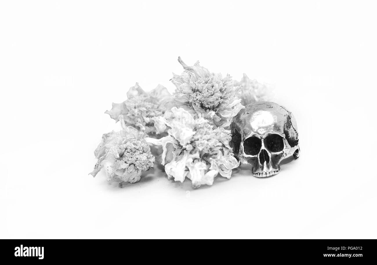 Scull argento anello con fiori, sfondo bianco. Foto Stock