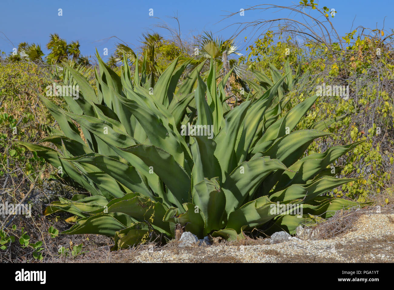 Agave crescente selvatici lungo la strada in Cayman Brac Foto Stock