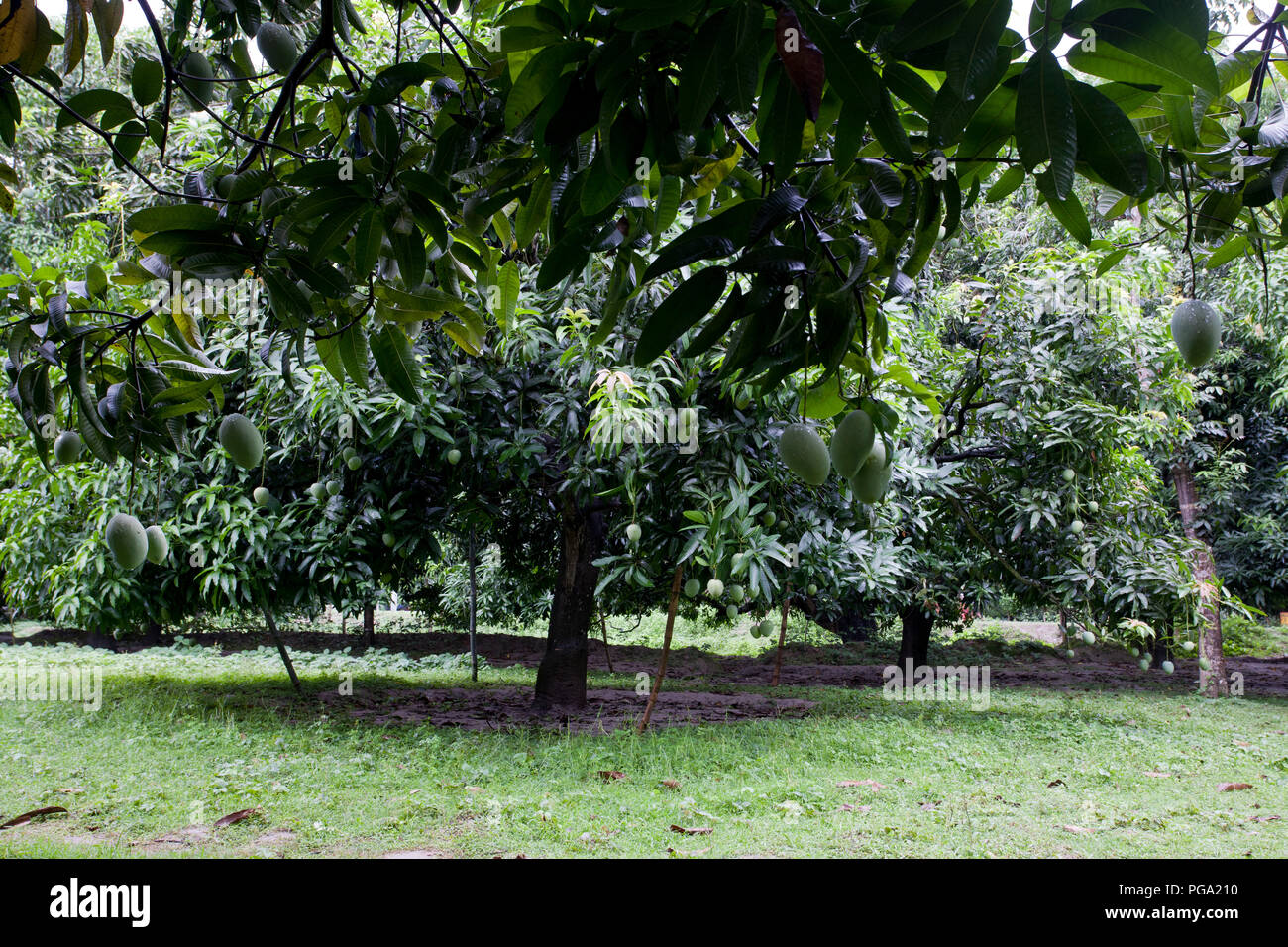 La piantagione di mango. Chapainawabgnaj, Bangladesh. Foto Stock