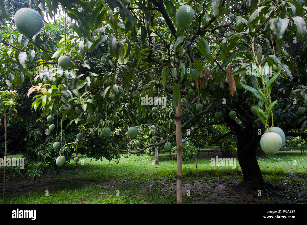 La piantagione di mango. Chapainawabgnaj, Bangladesh. Foto Stock