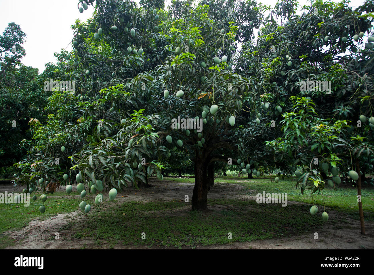 La piantagione di mango. Chapainawabgnaj, Bangladesh. Foto Stock