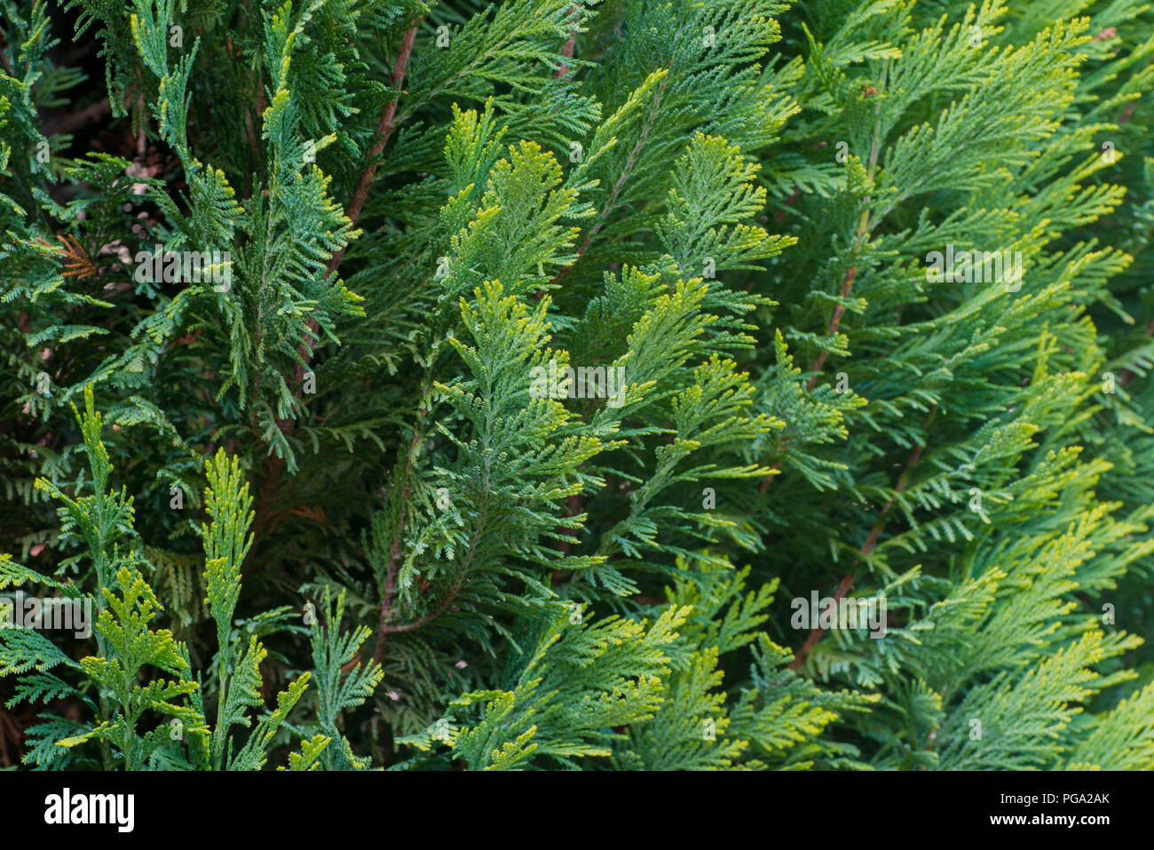 Thuja rami macro messa a fuoco selettiva Foto Stock