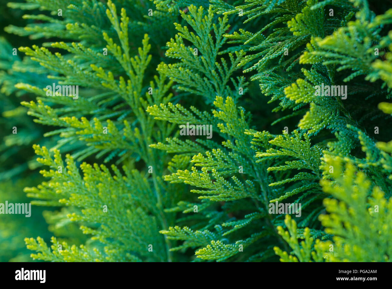 Thuja rami macro messa a fuoco selettiva Foto Stock