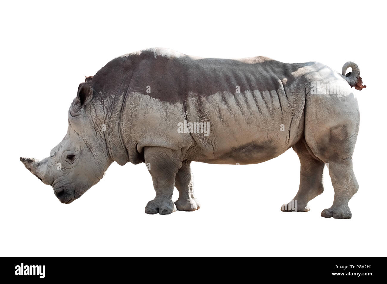 Rhinoceros isolati su sfondo bianco Foto Stock