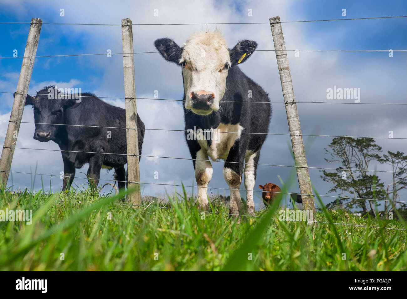 Angolo basso POV di erba alimentati i bovini sulla collina con recinto irregolare nell Isola del nord, Nuova Zelanda, NZ Foto Stock